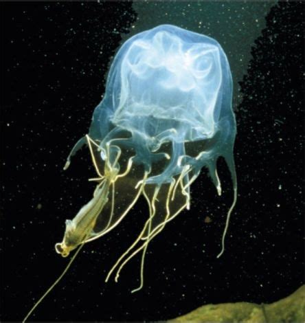 What Do Box Jellyfish Eat – Box Jellyfish Diet.